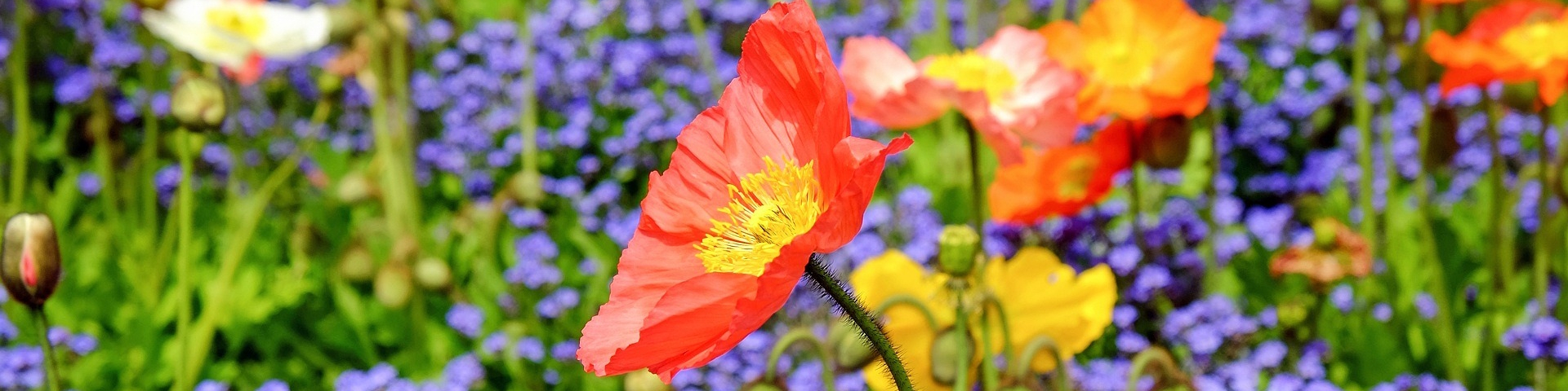 Flowers Growing in a Field Protected by USCCB Investing Guidelines