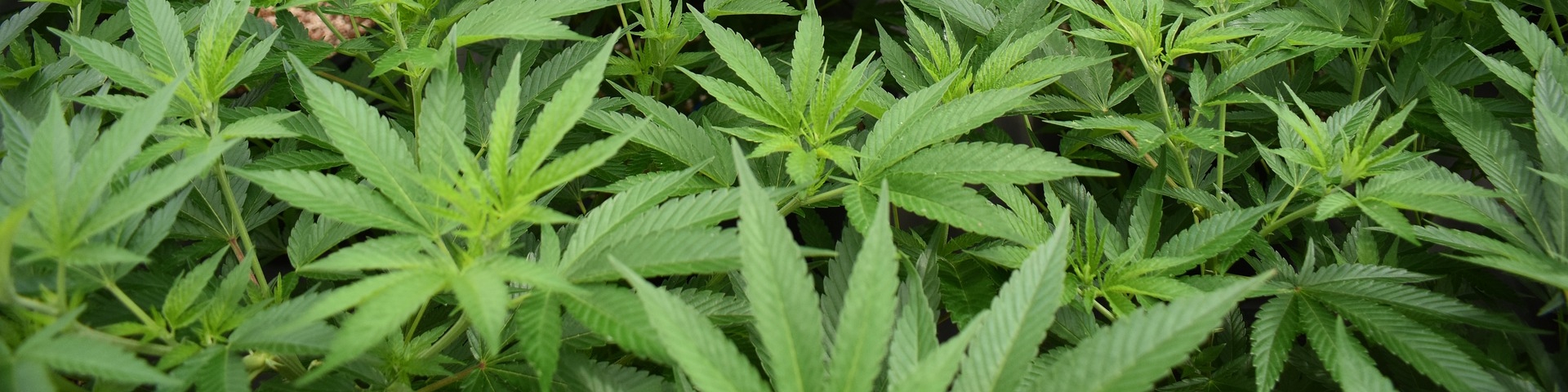 Marijuana Not Grown with Investment from a Catholic Portfolio